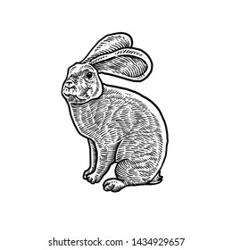 Rabbit art black white design 