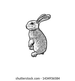 Rabbit art black white design 