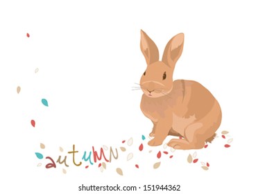  rabbit in the autumn leaves