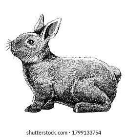 Rabbit bunny vector engraving hand drawn illustration