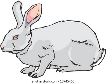 Rabbit Character isolated on white background