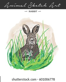 Rabbit Color Sketch
