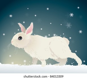 Rabbit / Cute bunny in snow
