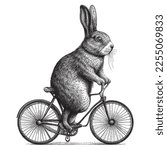 Rabbit Cycling Bicycle Vintage Illustration, Hand drawn rabbit, vector illustration in vintage engraving pen and ink style.