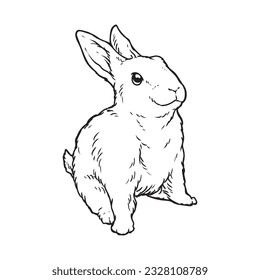 Rabbit drawing or adorable bunny