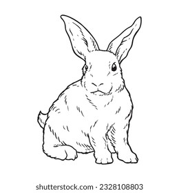 Rabbit drawing or adorable bunny