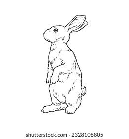 Rabbit drawing or adorable bunny