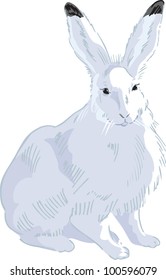 Rabbit Drawn 2