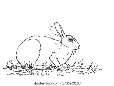 Rabbit Eating Grass Hand Drawn Illustration Stock Vector (Royalty Free ...