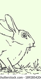 Rabbit eating grass Hand drawn illustration, Vector sketch of cute easter bunny