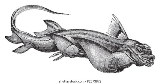 Rabbit fish (Chimaera monstrosa) / vintage illustration from Meyers Konversations-Lexikon 1897