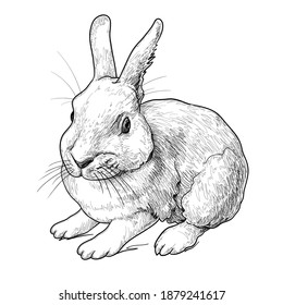 Rabbit freehand drawing. Isolated vector illustration. 