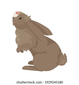 The rabbit is funny, cute, red, gray and white. Long ears
