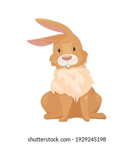 The rabbit is funny, cute, red, gray and white. Long ears