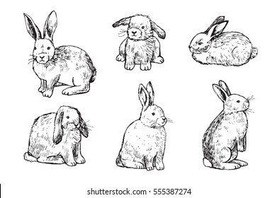 rabbit hand drawn vector illustration