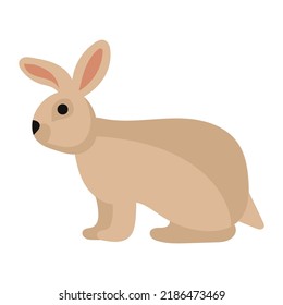 Rabbit or hare cartoon bunny pet. Animal icon and farm breed easter. Rodent isolated white vector illustration and adorable furry animal. Drawing wildlife and zoo rabbit sign fauna