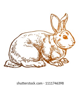 Rabbit, hare, cute little bunny hand drawn line art ink sketch stock vector illustration isolated on white background coloring book page design