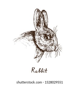 Rabbit (hare) face close up detail, hand drawn gravure style, vector sketch illustration, element for design