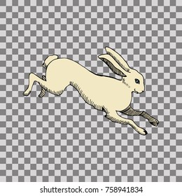 Rabbit or hare running hand drawn vector illustration. Transparent background
