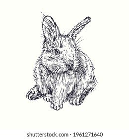 Rabbit (hare) sitting front view. Ink black and white doodle drawing in woodcut style.