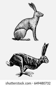 Rabbit or hare sitting and running hand drawn, engraved wild animals in vintage or retro style, zoology set european