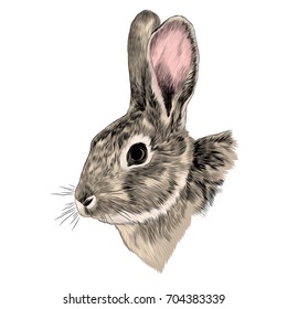 rabbit head grey sketch vector graphics color picture