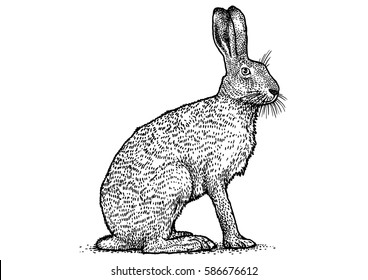 Rabbit Illustration, Brown Hare Drawing, Engraving, Line Art