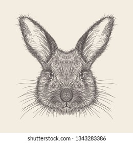Rabbit Illustration of hand drawn design.