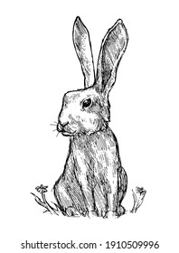 Rabbit Illustration Isolated on White Background in Sketch Style. Hand Drawn Domestic Animals Vector Illustration.