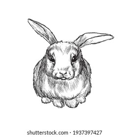 Rabbit Illustration Isolated White Background in Sketch Style  Hand Drawn Domestic Animals Vector Illustration 