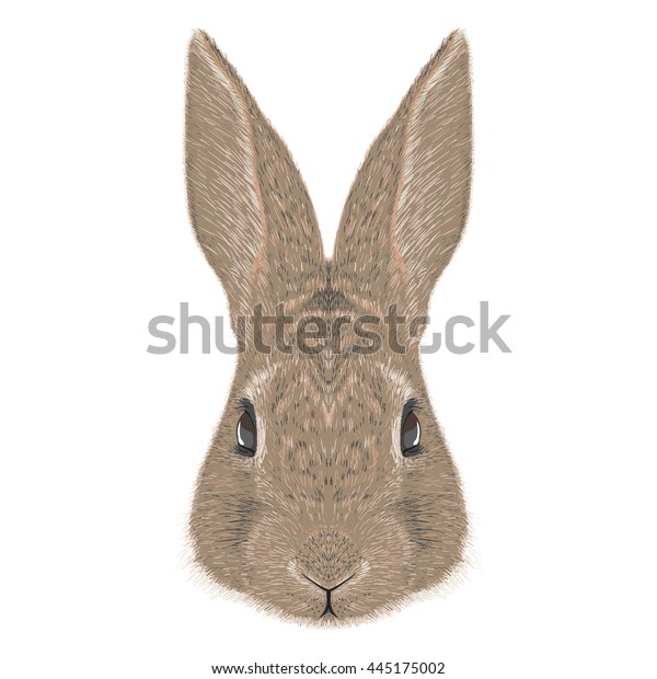 Rabbit Illustration Professional Drawing Stock Vector (Royalty Free ...