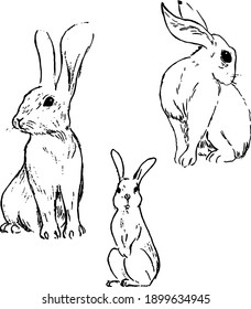 Rabbit ink illustrations set. Wild animals sketches with simple, minimal style. Textured nature drawings group. 