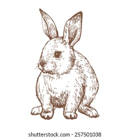 Rabbit ink sketch