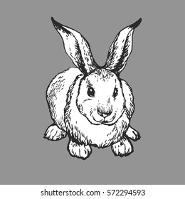 Rabbit isolated hand drawn stock vector illustration. Bunny outline line art sketch. 