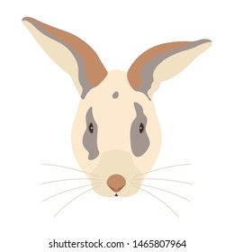 The rabbit is isolated on white background.