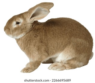 rabbit isolated on white background