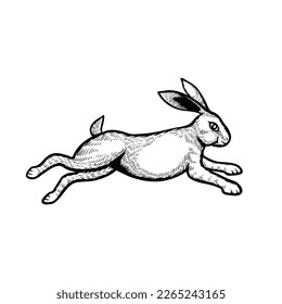 Rabbit jumping sketch engraving hand drawn Vector illustration isolated. Little bunny jump, hand drawn, vintage style.