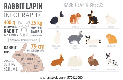 Rabbit, lapin breed infographic template. Flat design. Vector illustration