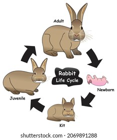 Rabbit Life Cycle Infographic Diagram showing different phases and development stages including newborn kit juvenile and adult bunny for biology science education - Shutterstock ID 2069891288