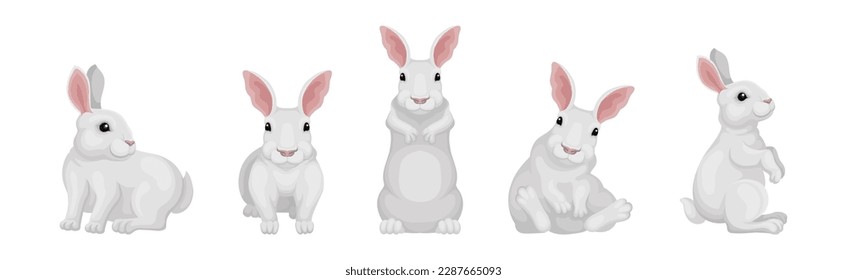 Rabbit with Long Ears and White Coat in Different Pose Vector Set