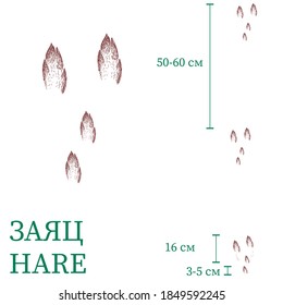 rabbit marks. size of rabbit footprints. vector image of animal paws. 
animal tracks.  track of animal footprints for T-shirts, backgrounds, children’s products, postcards, prints, children book