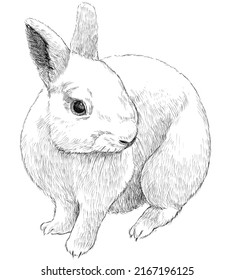 Ilustración del vector de dibujo del lápiz monocromo de conejo