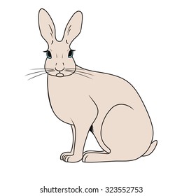 rabbit on white background