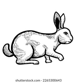 Rabbit, pencil sketch engraving hand drawn Vector illustration isolated on white background. Cute bunny