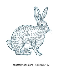 rabbit realistic character drawn style icon vector illustration design