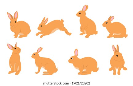 Rabbit Set, Isolated On White Background