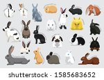 Rabbit Set Various Kind Identify Cartoon Vector