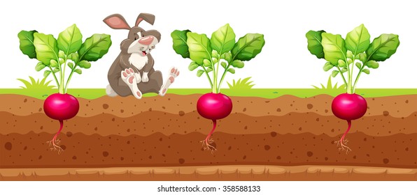 Rabbit sitting in the red radish garden illustration
