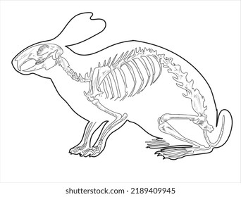 Rabbit skeletal system on a white background sketch hand drawing vector illustration