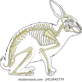 A rabbit skeleton vector illustration